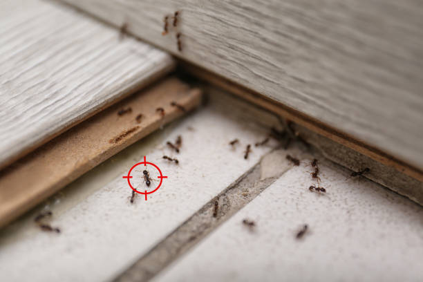 Best Pest Inspection Near Me  in Mathews, LA