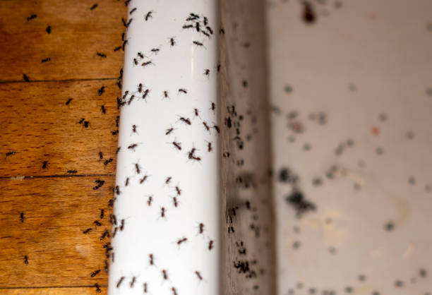Best Ant Control Services  in Mathews, LA