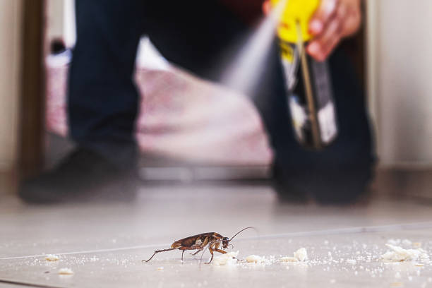 Best Mosquito Control Services  in Mathews, LA
