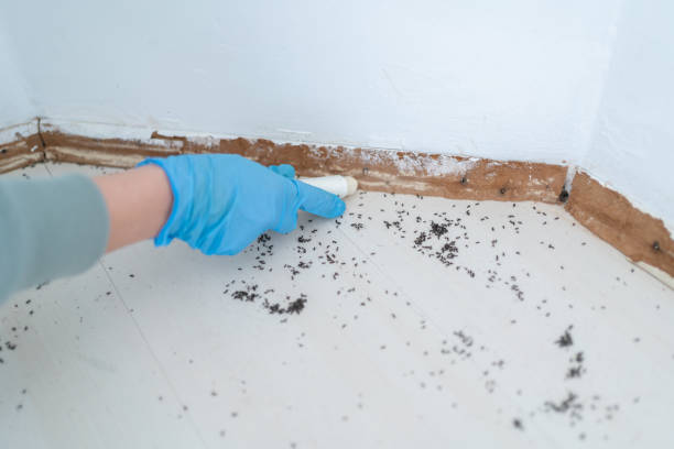 Best Bed Bug Extermination  in Mathews, LA