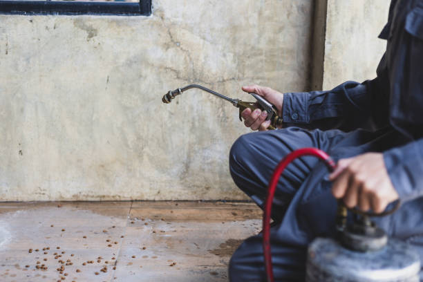 Best Local Pest Control Services  in Mathews, LA