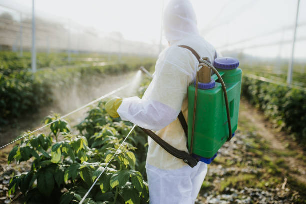 Best Pest Removal Services  in Mathews, LA